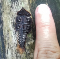 Platerodrilus ruficollis