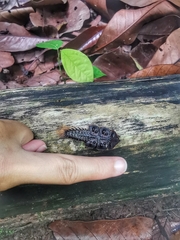 Platerodrilus ruficollis