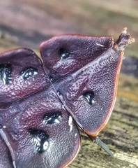 Platerodrilus ruficollis