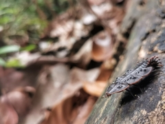 Platerodrilus ruficollis