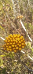 Helichrysum anomalum