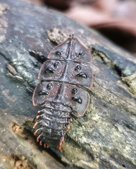 Platerodrilus ruficollis