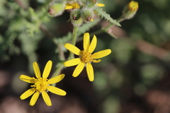 Senecio consanguineus