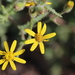 Starvation Groundsel - Photo (c) tjeerd, some rights reserved (CC BY-NC), uploaded by tjeerd