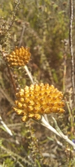 Helichrysum anomalum