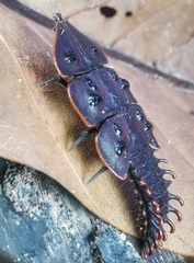 Platerodrilus ruficollis