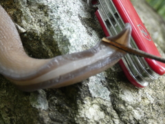 Limax subalpinus