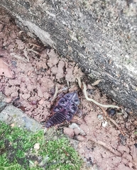 Platerodrilus ruficollis