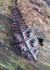 Platerodrilus ruficollis