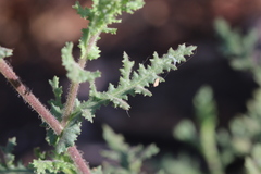 Senecio consanguineus