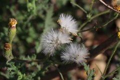Senecio consanguineus