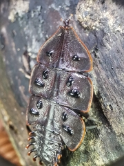 Platerodrilus ruficollis