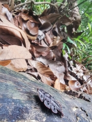 Platerodrilus ruficollis