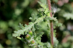 Senecio consanguineus