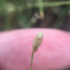 Fimbristylis polytrichoides