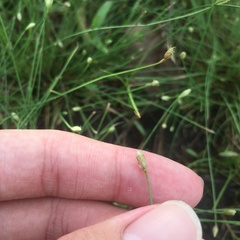 Fimbristylis polytrichoides