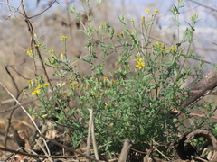 Senecio consanguineus