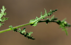 Senecio consanguineus