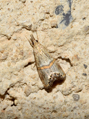 Euchromius superbellus