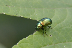 Oreina sulcata basilea