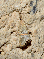 Euchromius superbellus
