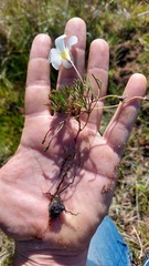 Oxalis argyrophylla