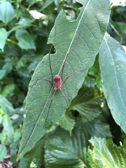 Leiobunum flavum
