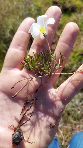 Oxalis argyrophylla (Oxalis argyrophylla)