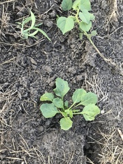 Thlaspi arvense