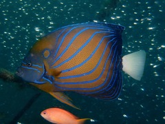 Pomacanthus annularis