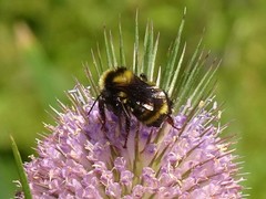 Bombus borealis