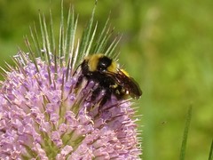 Bombus borealis