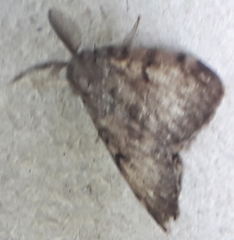 Lymantria dispar dispar