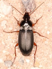 Calathus erratus