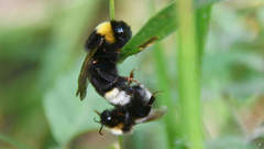 Bombus bohemicus