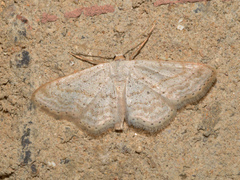 Idaea elongaria