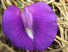 Centrosema brasilianum