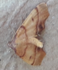 Plagodis phlogosaria