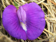 Centrosema brasilianum