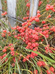 Ephedra distachya