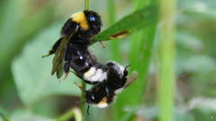 Bombus bohemicus