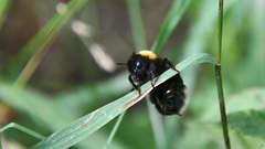 Bombus bohemicus
