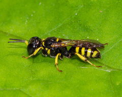 Crossocerus nitidiventris