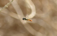 Ischiodon aegyptius