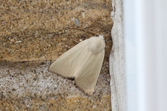 Arenostola phragmitidis