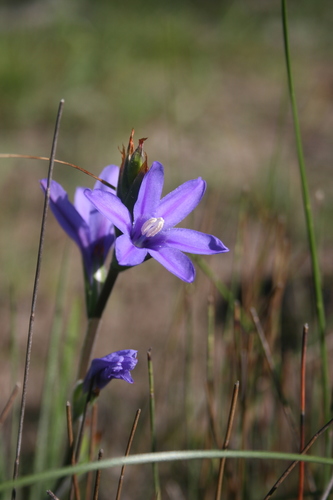 Image of Babiana leipoldtii by (c) Jacques van der Merwe, some rights reserved (CC BY-SA)