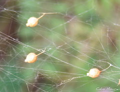 Argyrodes elevatus