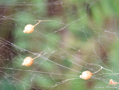 Argyrodes elevatus