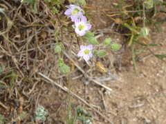 Spergularia macrotheca