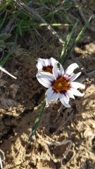 Romulea hallii